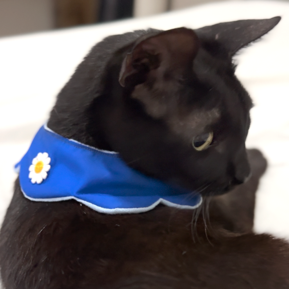 Collar Margarita Celeste