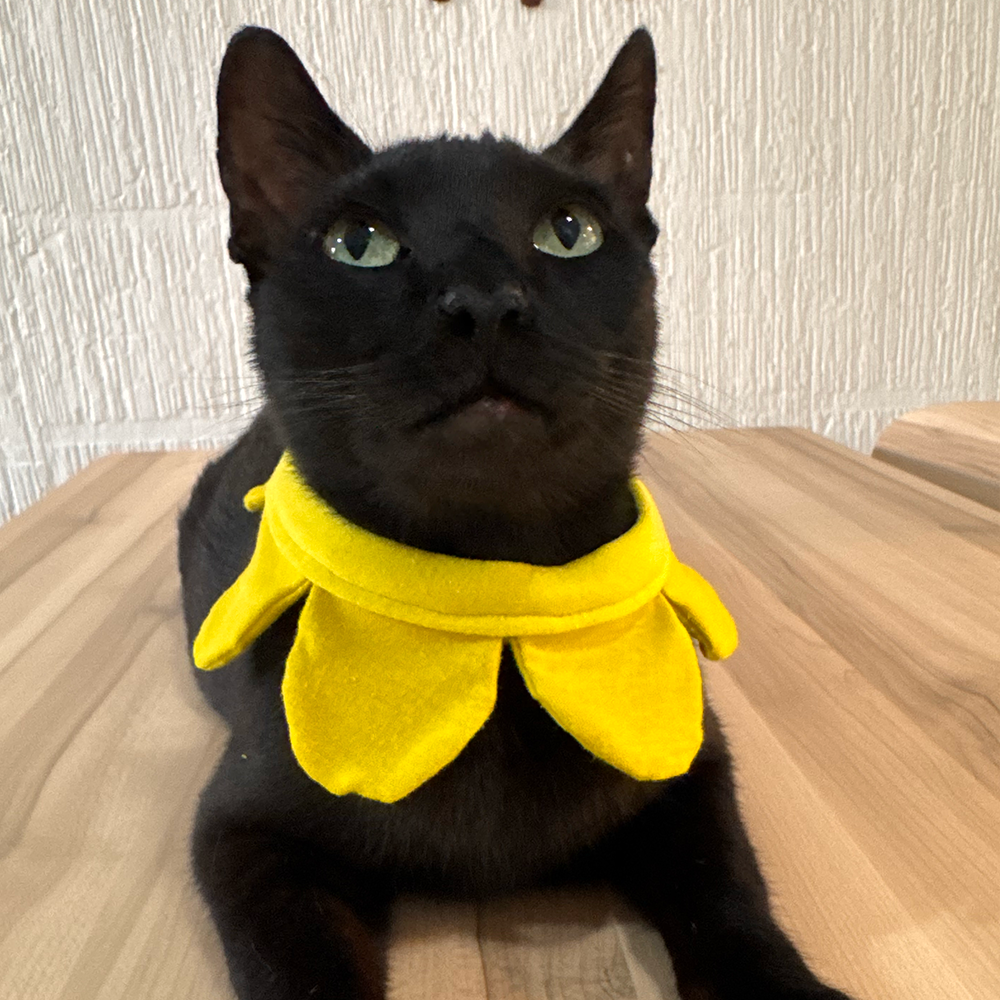 Collar Girasol