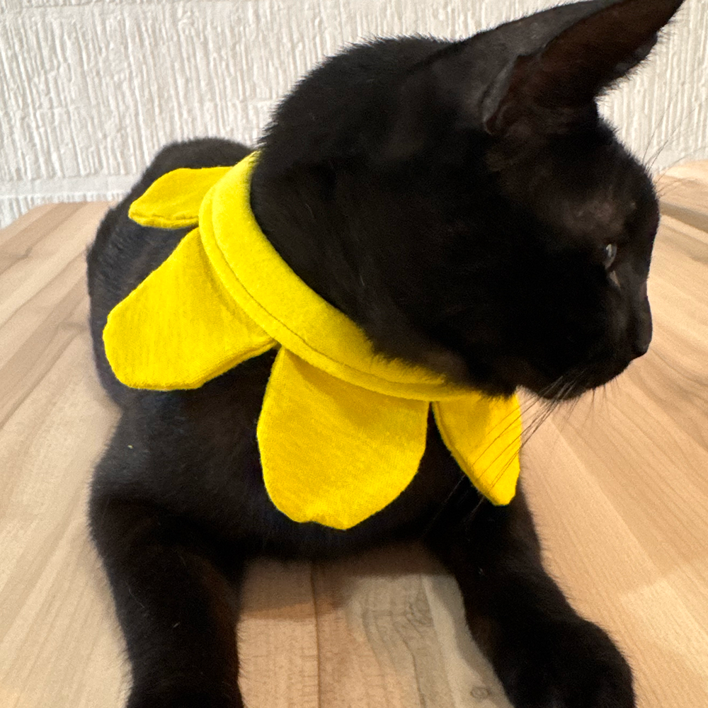Collar Girasol