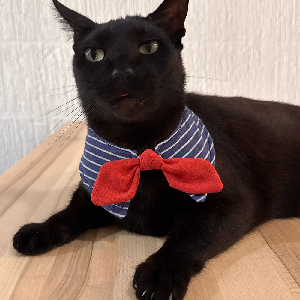 Collar Miaurinero
