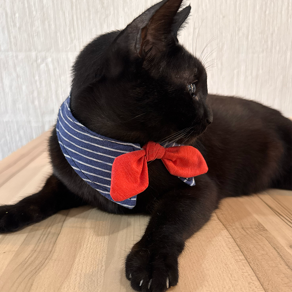 Collar Miaurinero