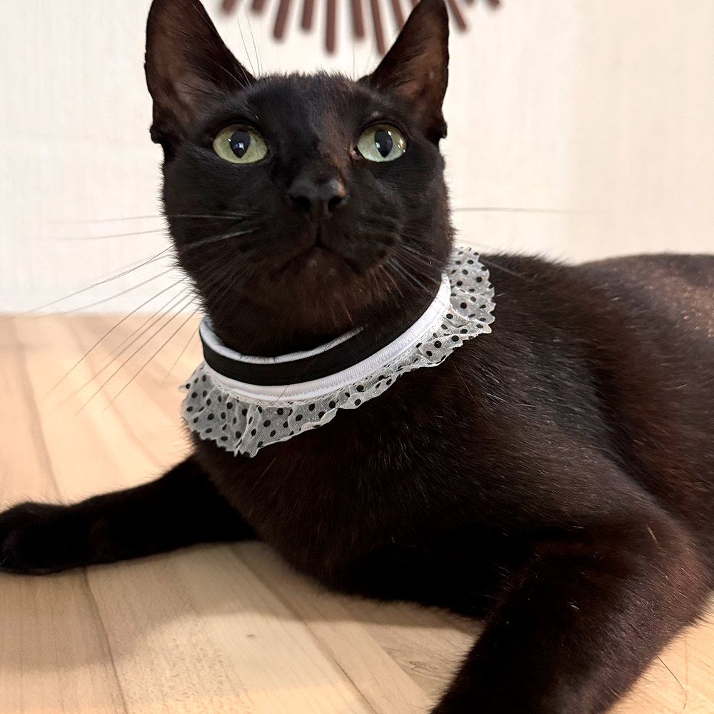 Collar Eclipse Floral