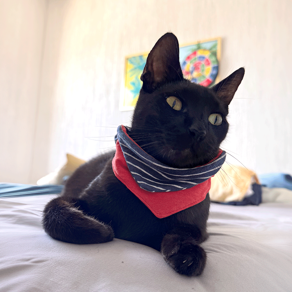 Bandana Marinerito