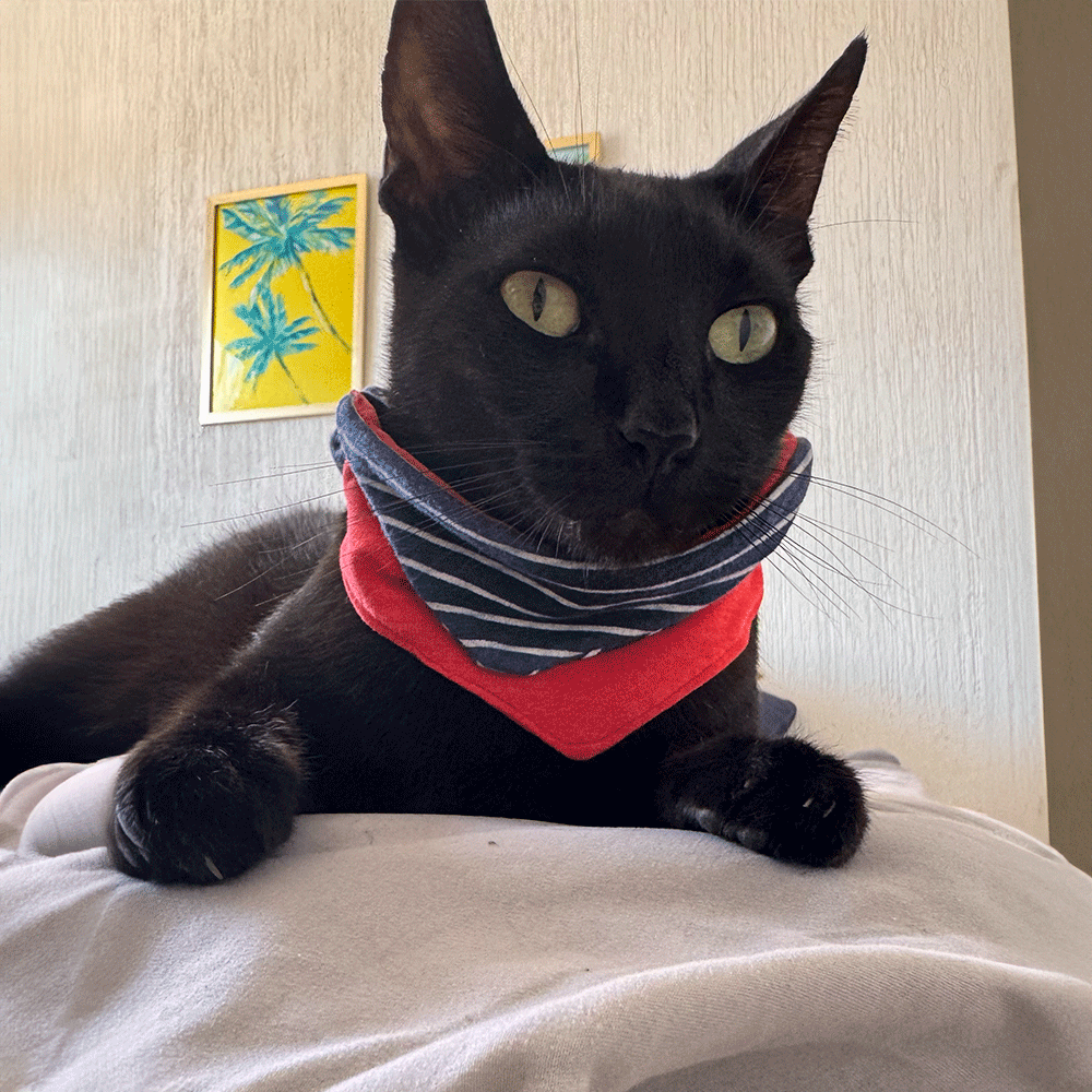 Bandana Marinerito