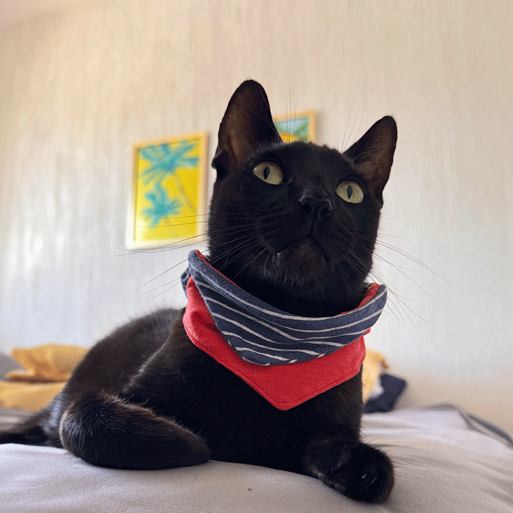Bandana Marinerito