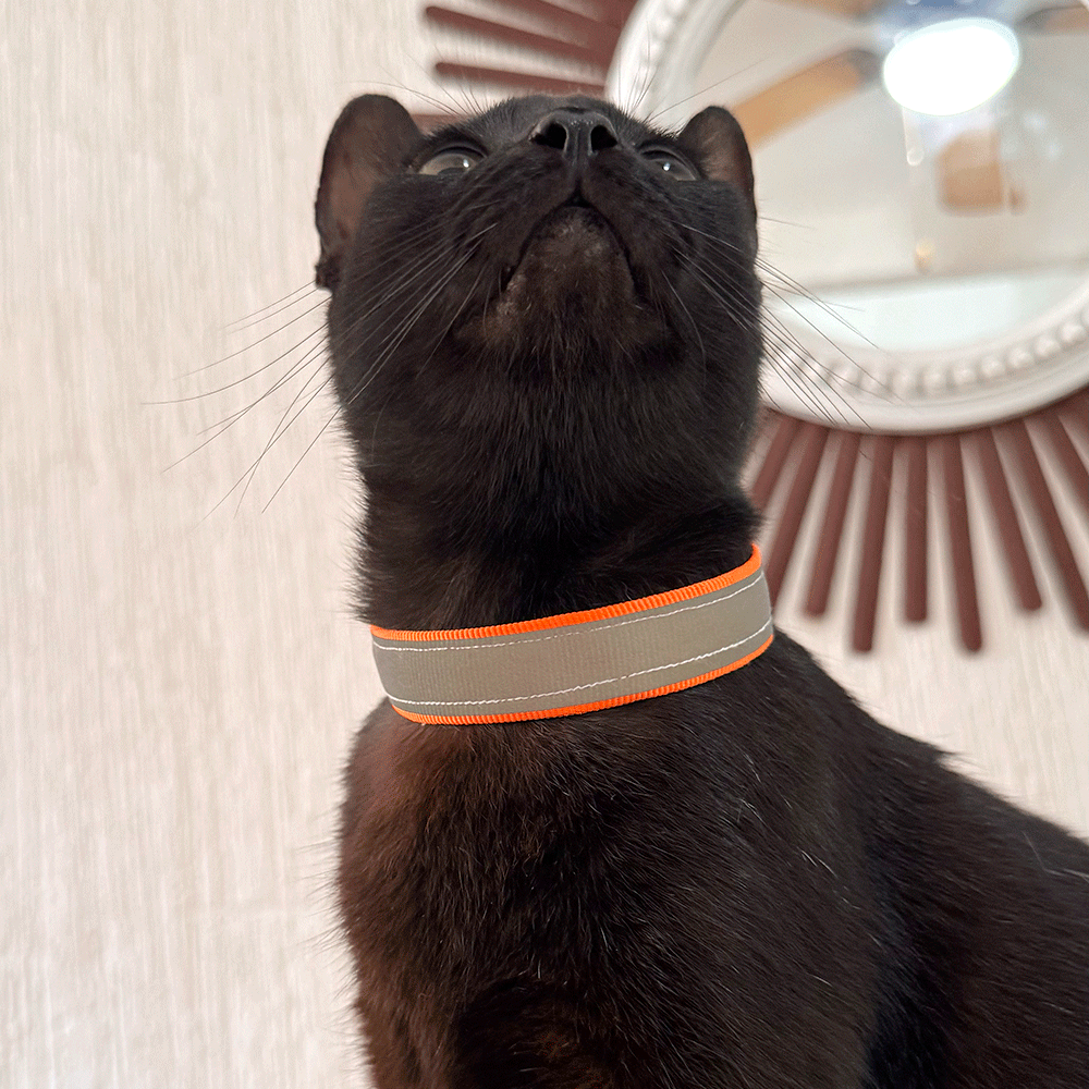 Collar Reflejante